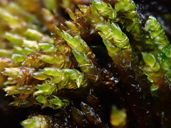 Platyhypnum duriusculum