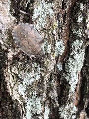 Halyomorpha halys
