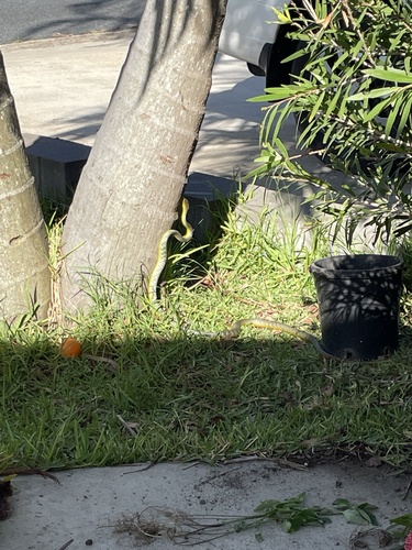 Common Tree Snake sighting