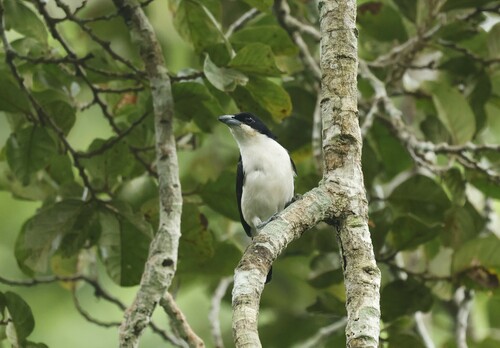 Sabine's Puffback (Dryoscopus sabini), photo 4