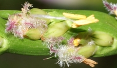 Stenotaphrum dimidiatum