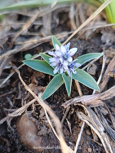 Hyacinthoides lingulata (Hyacinthoides lingulata)