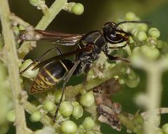 Polistes cinerascens