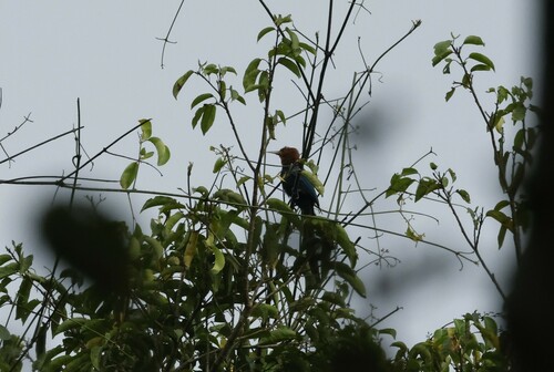 Forest Wood Hoopoe (Rhinopomastus castaneiceps), photo 3