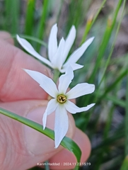 Narcissus obsoletus