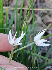 Narcissus obsoletus, photograph Karim Haddad, CC BY, iNaturalist via GBIF