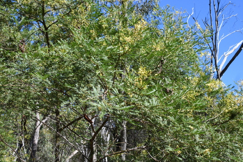 Image of Acacia deanei by (c) Em Lamond, some rights reserved (CC BY)
