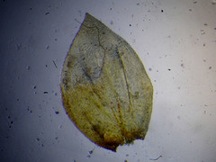 Platyhypnum duriusculum