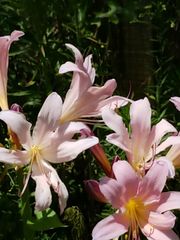 Lycoris squamigera