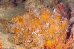 Antennarius indicus