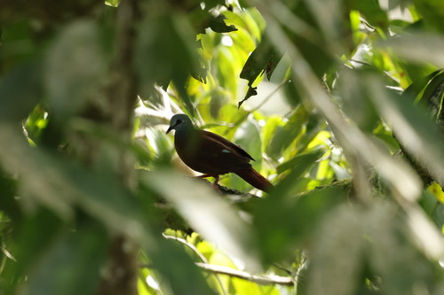 Blue-headed Wood Dove (Turtur brehmeri), photo 3