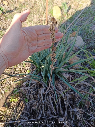 Drimia anthericoides