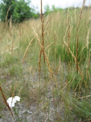 Agrostis vinealis