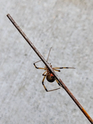Brown Widow photo 5