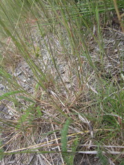 Agrostis vinealis