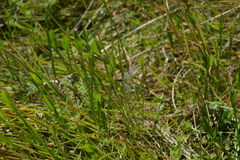 Lestes stultus
