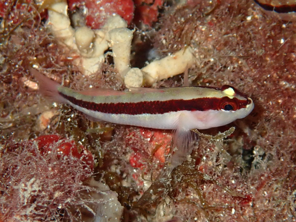 Striped goby (Gobius vittatus) — Gobiidae