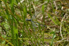 Lestes stultus