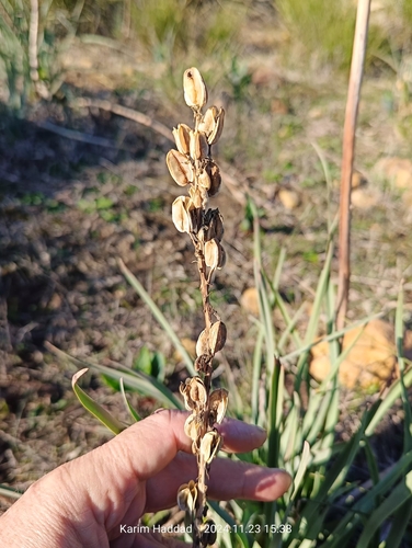 Drimia anthericoides