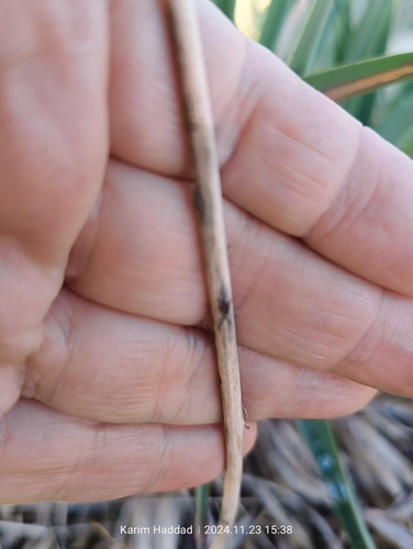 Drimia anthericoides