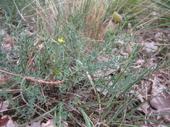 Genista anglica