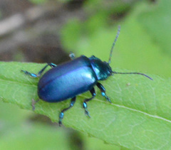 Oreina cacaliae