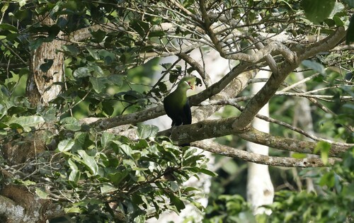Yellow-billed Turaco (Tauraco macrorhynchus), photo 4