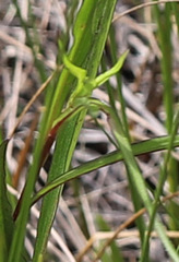 Spiranthes romanzoffiana