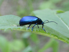 Oreina cacaliae