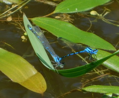 Enallagma boreale