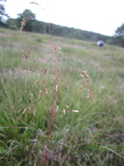 Avenella flexuosa flexuosa