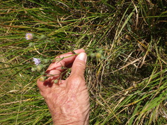 Symphyotrichum spathulatum intermedium