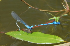 Enallagma boreale