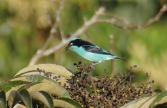 Dacnis lineata