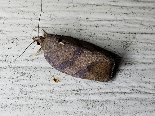 Hickory Leafroller Moth photo 3