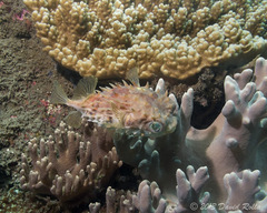 Cyclichthys orbicularis
