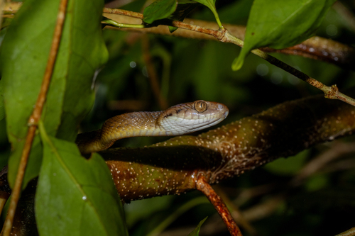 Brown Tree Snake sighting