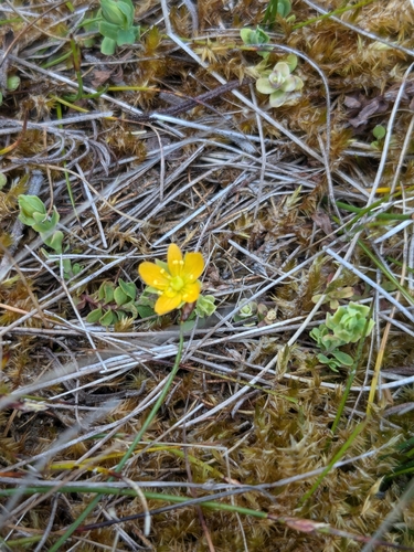 Image of Hypericum japonicum by (c) Maria Duynisveld, some rights reserved (CC BY)