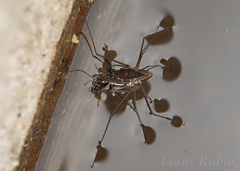 Eurygerris fuscinervis