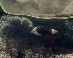 Halichoeres podostigma