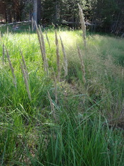 Calamagrostis stricta