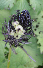 Dasineura phyteumatis