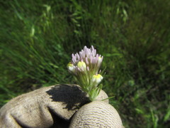 Castilleja lineariloba