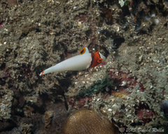 Cetoscarus ocellatus