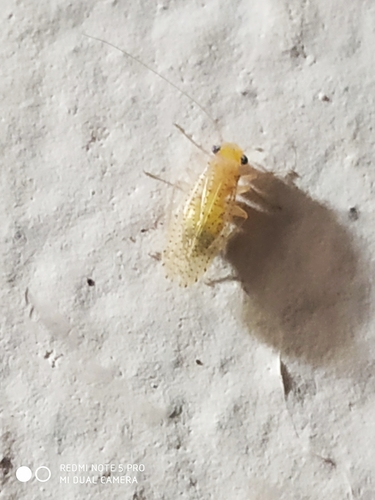Hemipsocidae