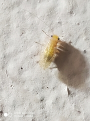 Hemipsocidae