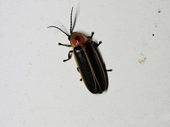 Photinus