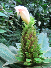Image of Costus guanaiensis