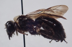 Andrena transnigra