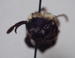 Andrena transnigra